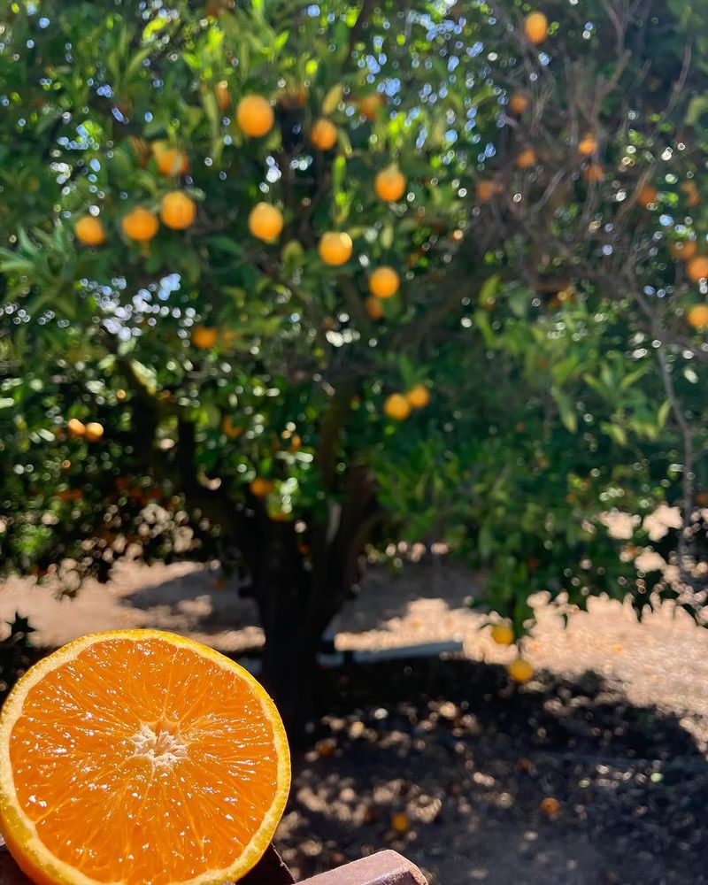 Valencia Orange