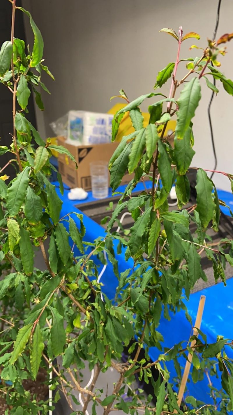 Avoid Overwatering To Prevent Poor Fruit Set And Root Issues