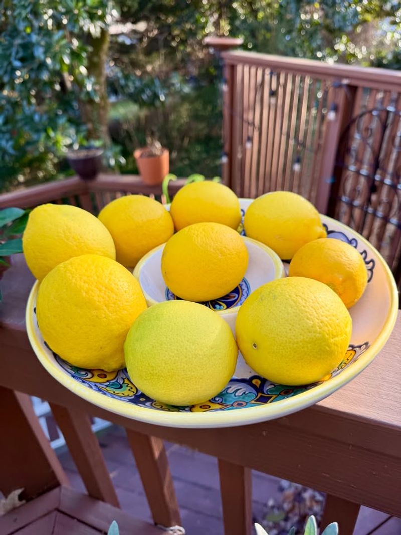 Harvest Fruit Once Lemons Turn Fully Yellow