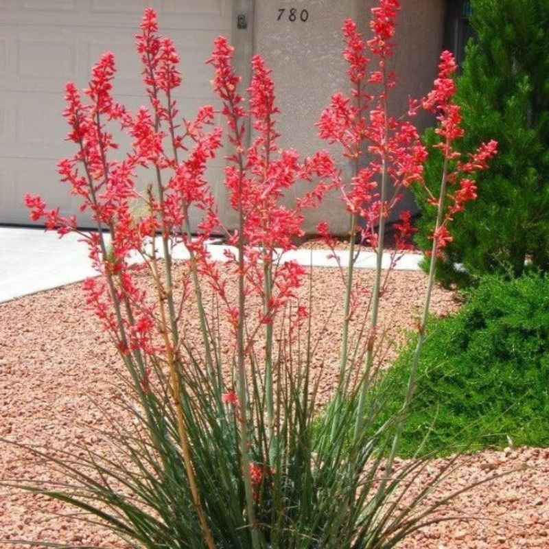 Remove Spent Flower Stalks To Encourage New Spikes