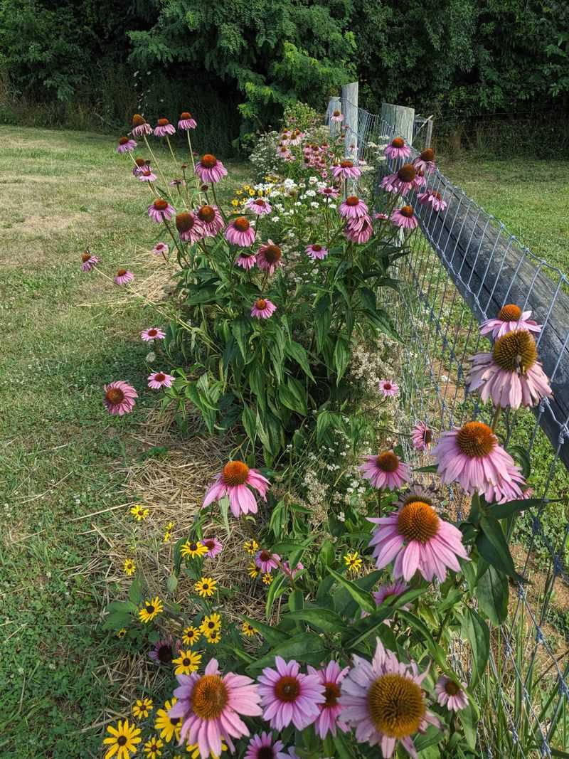 Leave Space For Airflow And Healthier Plants