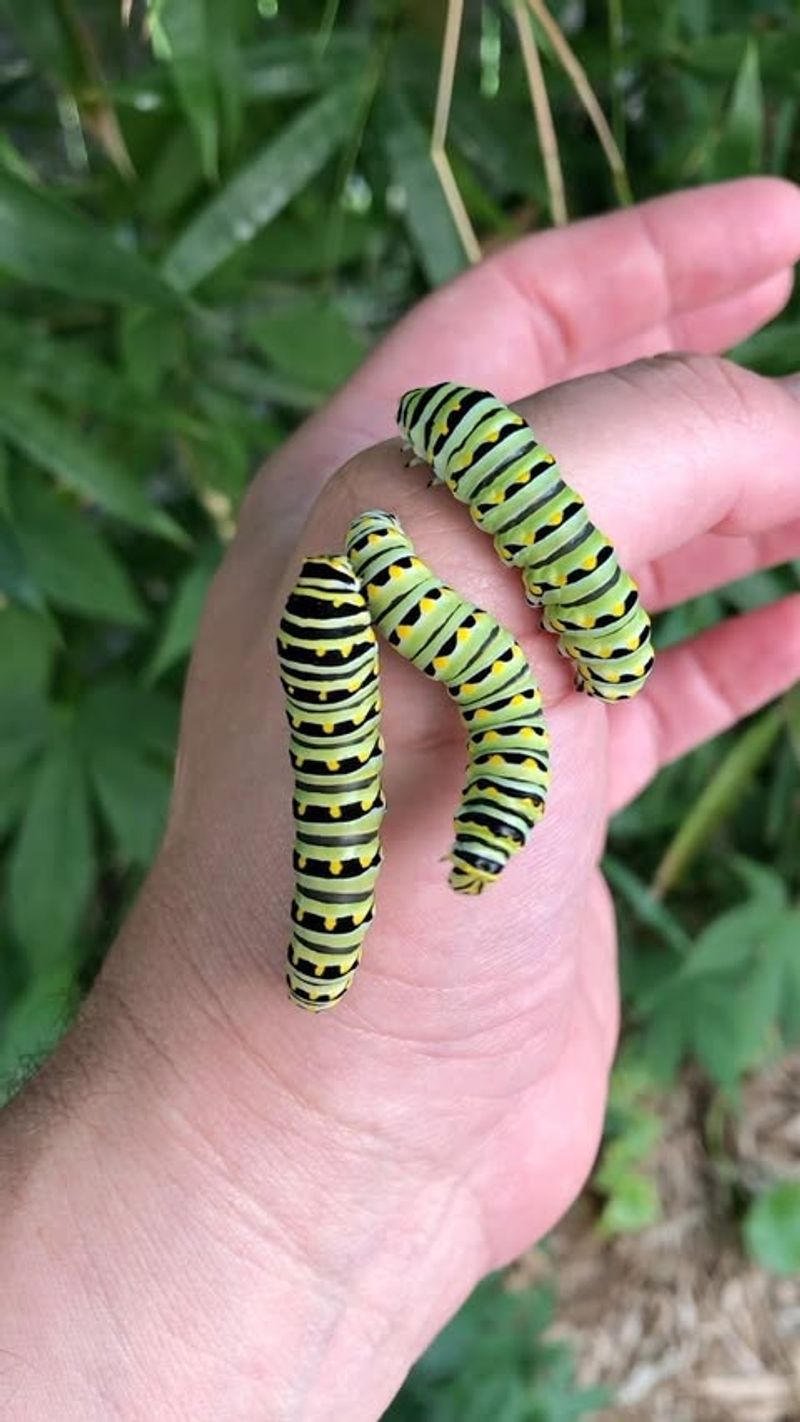 Remove Caterpillars By Hand When You Spot Them
