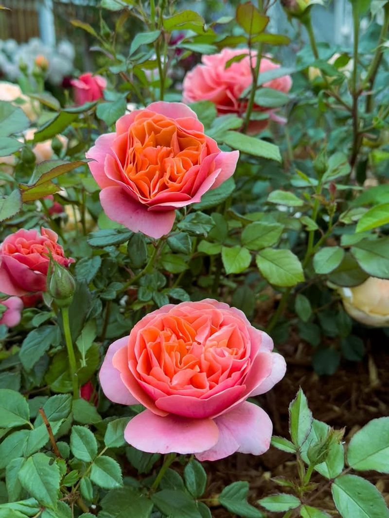 Expect Strong Blooms With Proper Care