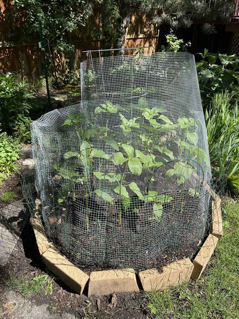 Protect Young Seedlings From Birds And Rabbits