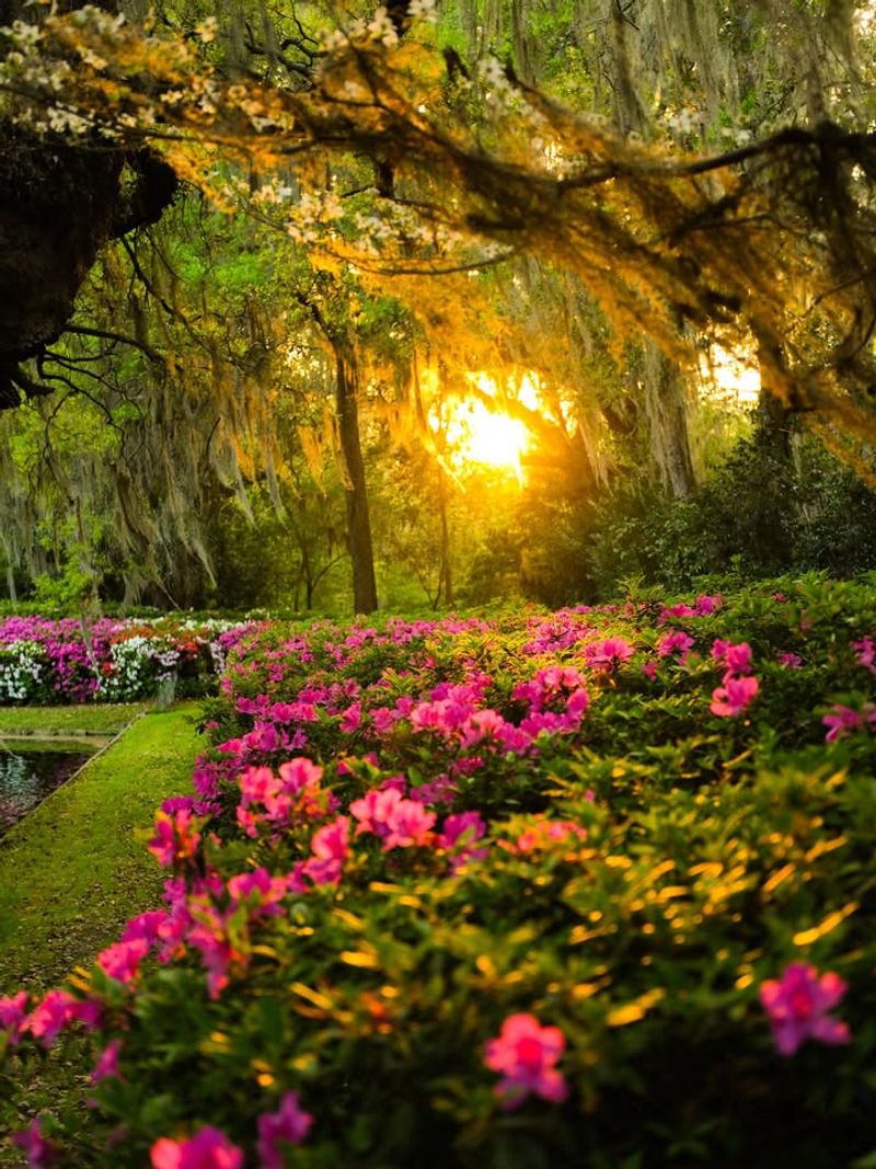Provide Afternoon Shade In Hotter Spots