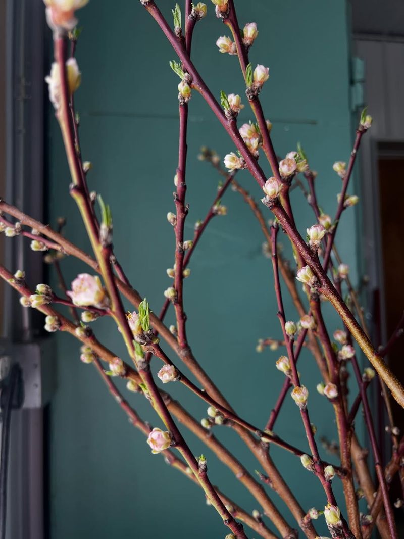 Check Bud Development