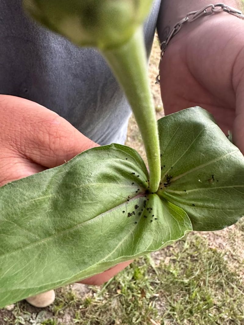 Check For Common Garden Pests