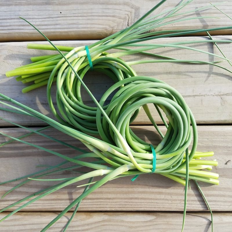 Harvest Scapes When They Form One Full Curl