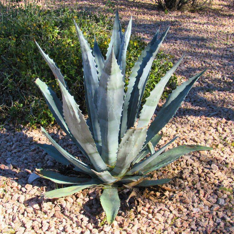 Avoid Overwatering As Temperatures Begin To Rise