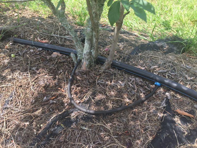 Water Deeply But Never Let Roots Sit Soggy