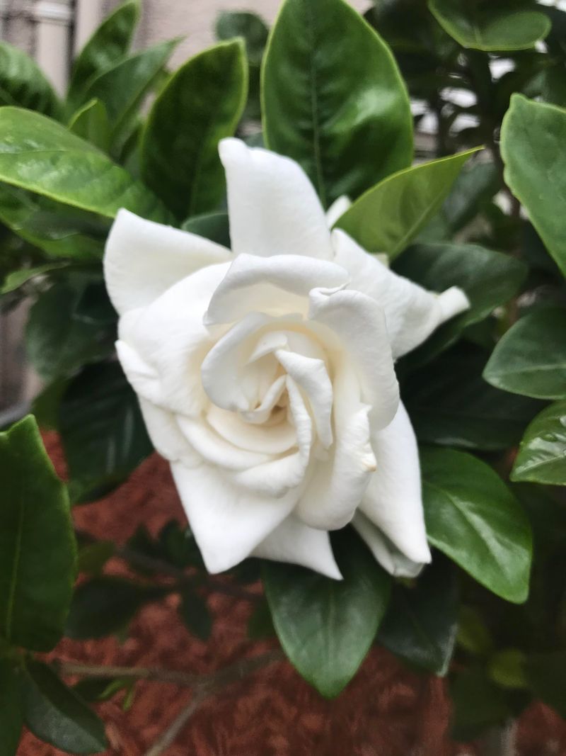 Protect Flower Buds From Late Cold And Dry Spring Winds