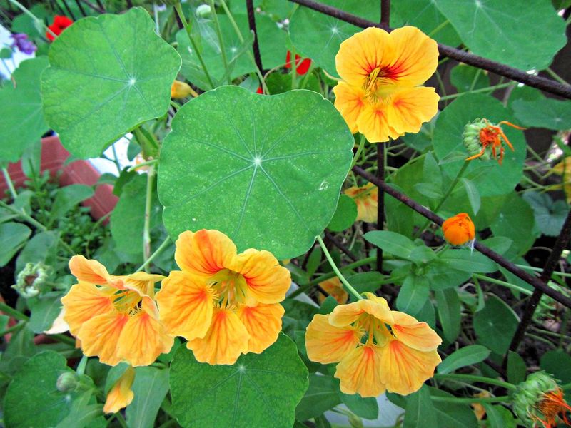 Companion Plant Benefits