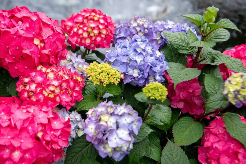 Adjust Watering During Flowering Season