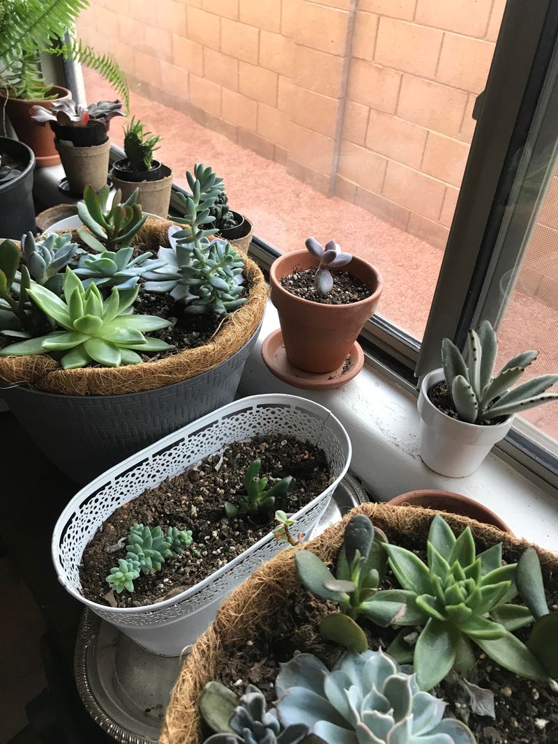 Adjust Watering For Phoenix Seasons And Air Conditioning