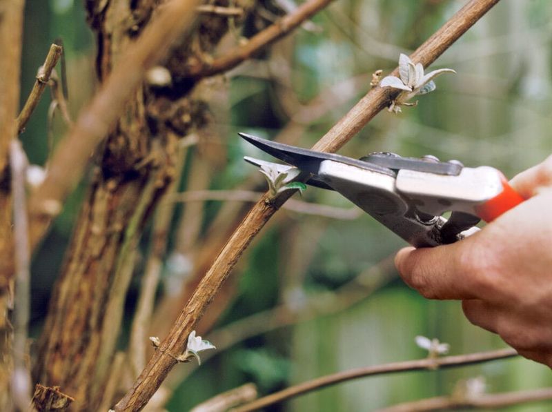Avoid Early Pruning