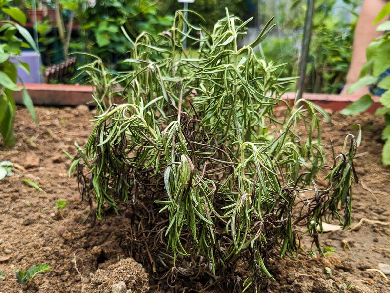 Watch For Wilting, Bleaching, And Wind Stress