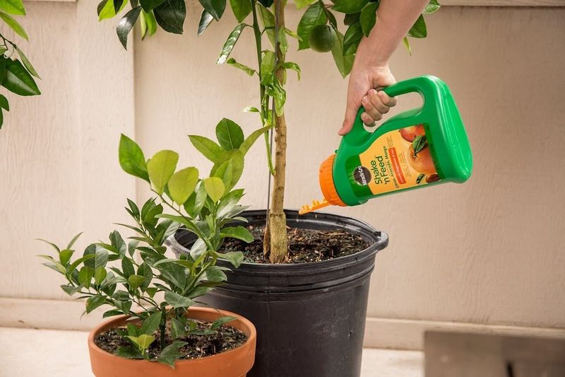 Fertilize Regularly For Healthy Growth