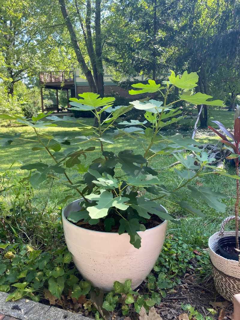 Fertilize Lightly During Active Growth