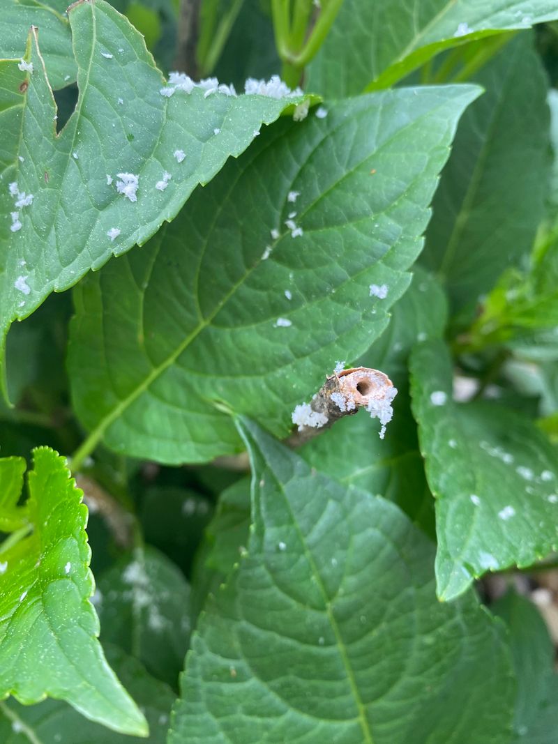 Inspect For Pests And Disease Before Bud Break