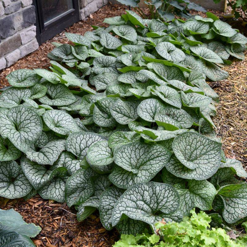 Add Mulch To Help Retain Moisture And Protect Roots