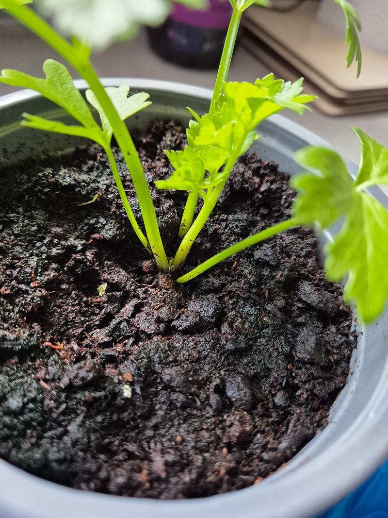 Feed Your Celery With The Right Fertilizer