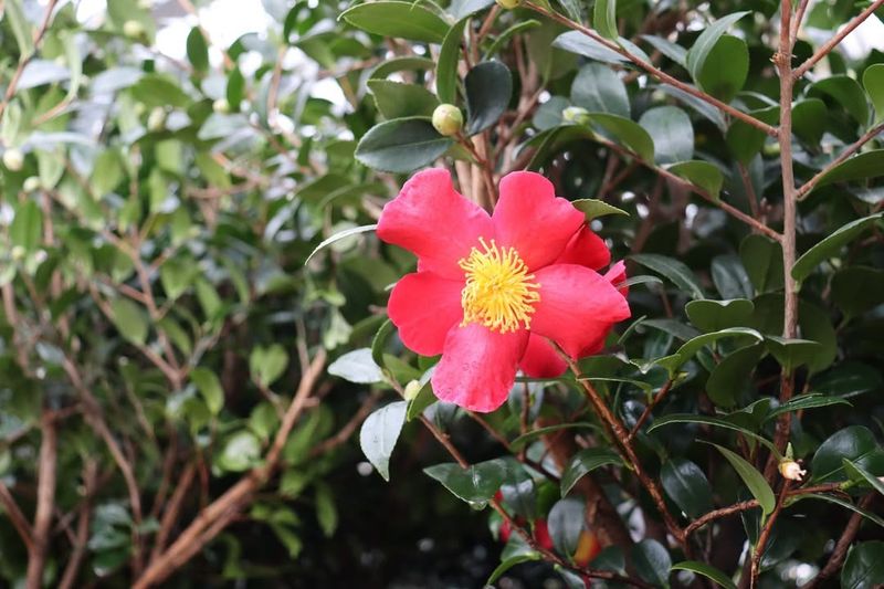Refresh Mulch To Hold Moisture