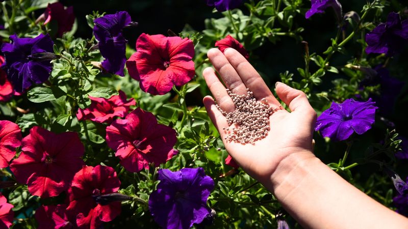 Feed Plants Lightly To Encourage Strong Flowering