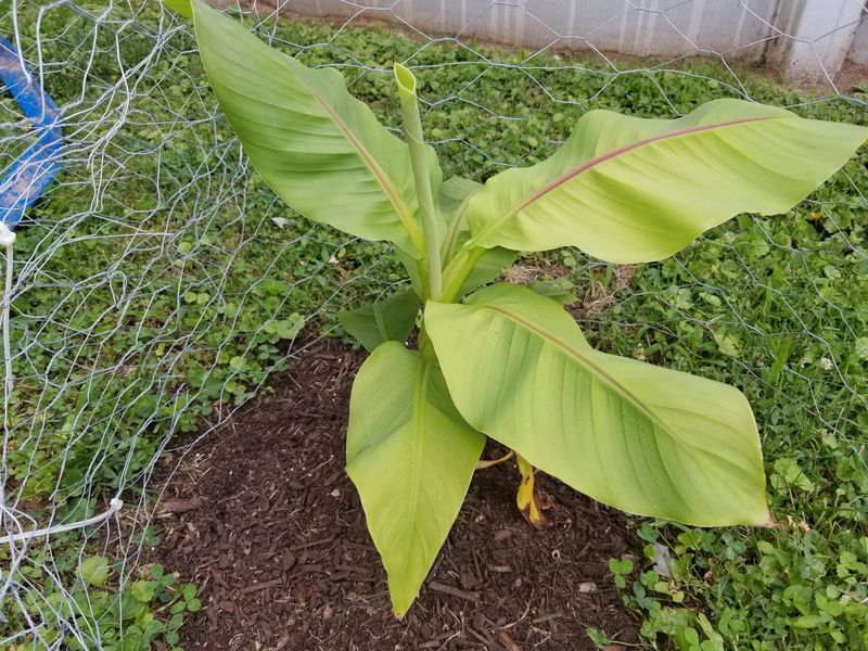 Fertilize Regularly For Strong Tropical Growth