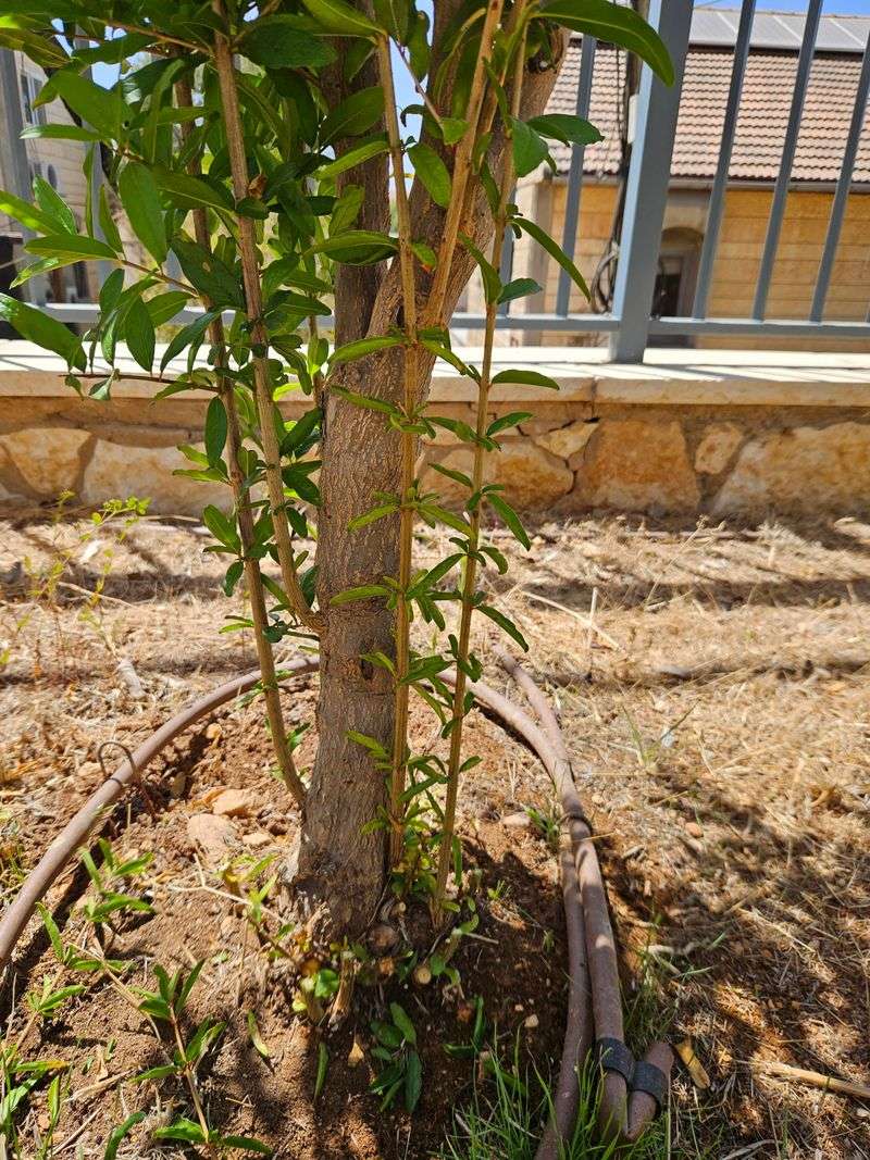 Prune Lightly To Remove Old Or Crossing Branches Before Growth Takes Off