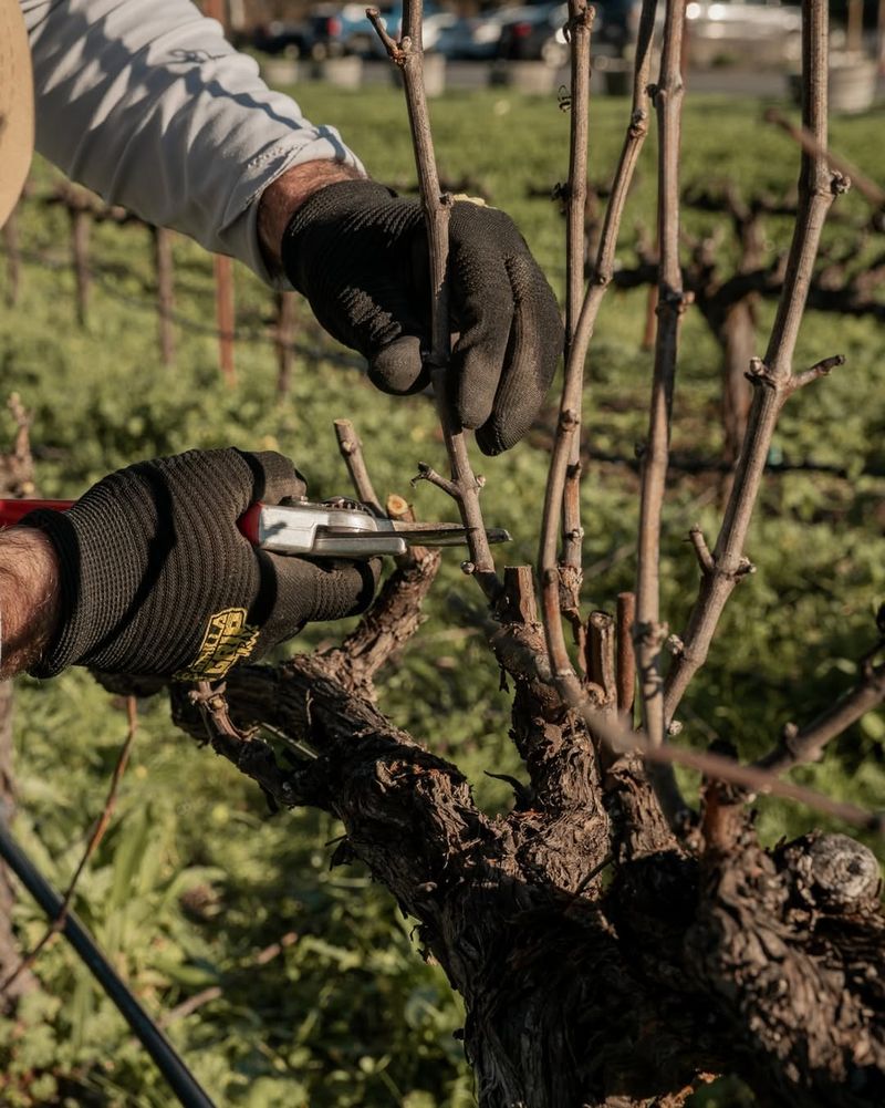 Prune Regularly To Promote Airflow And Larger Bunches