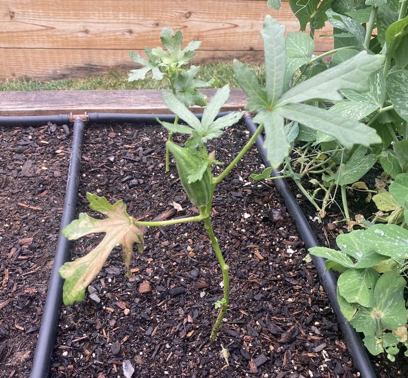 Space Plants Properly For Airflow