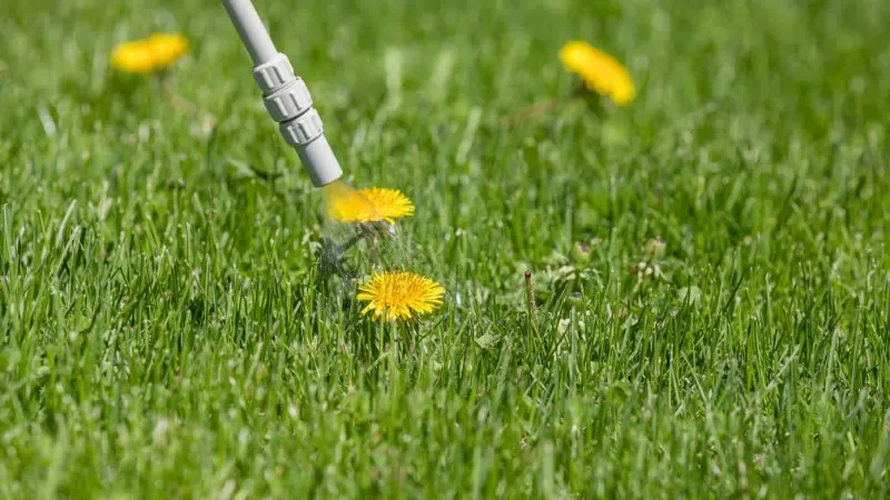 Weed Control Works Best Early