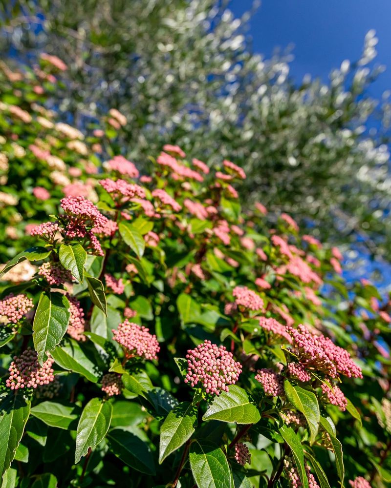 Apply A Balanced Slow-Release Fertilizer Early In The Month