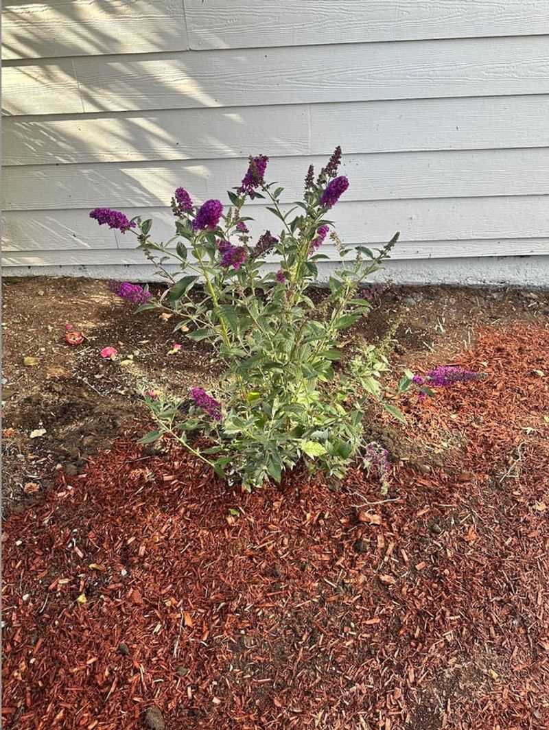 Mulch Around The Base To Protect Roots