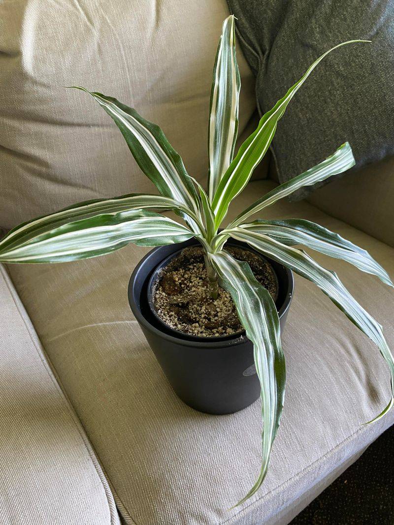 Avoid The Most Common Dracaena Mistakes