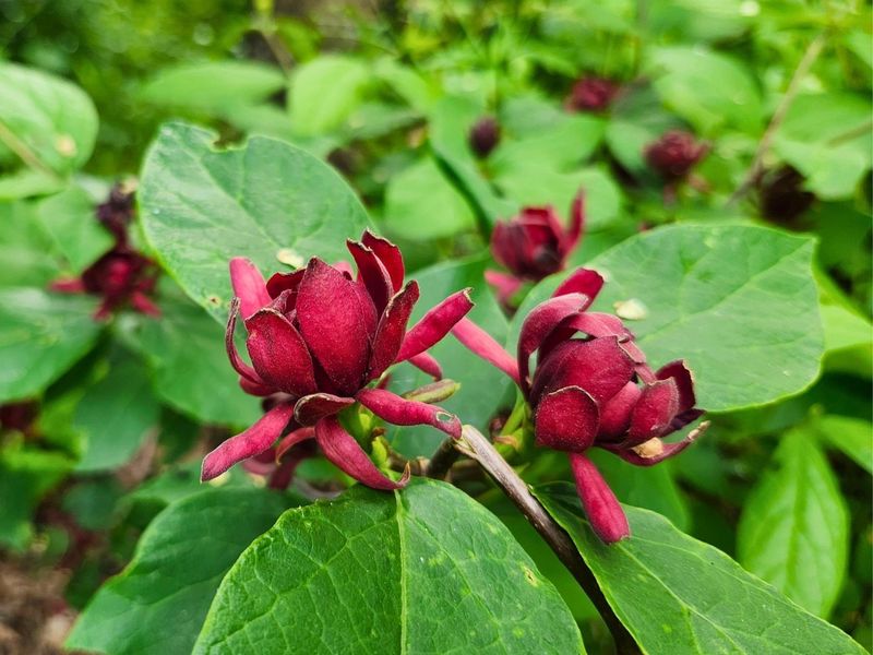 Bird-Friendly Native Shrub Hedge That Welcomes Visitors