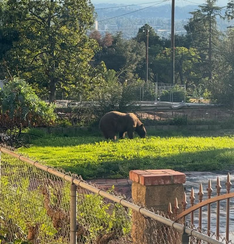 Bears Get Comfortable Near Human Activity