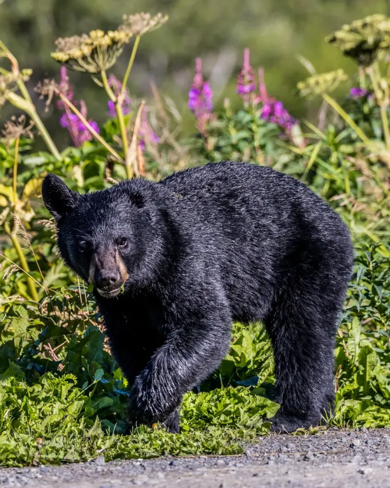 Water Features In Gardens Attract Thirsty Bears