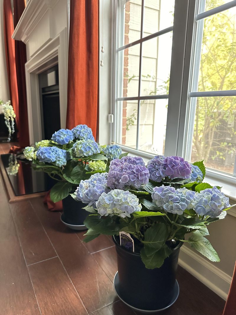 Move Potted Hydrangeas Indoors Or Under Shelter