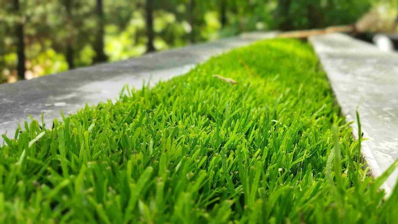 Keep Your Lawn Thick So Crabgrass Has Less Room
