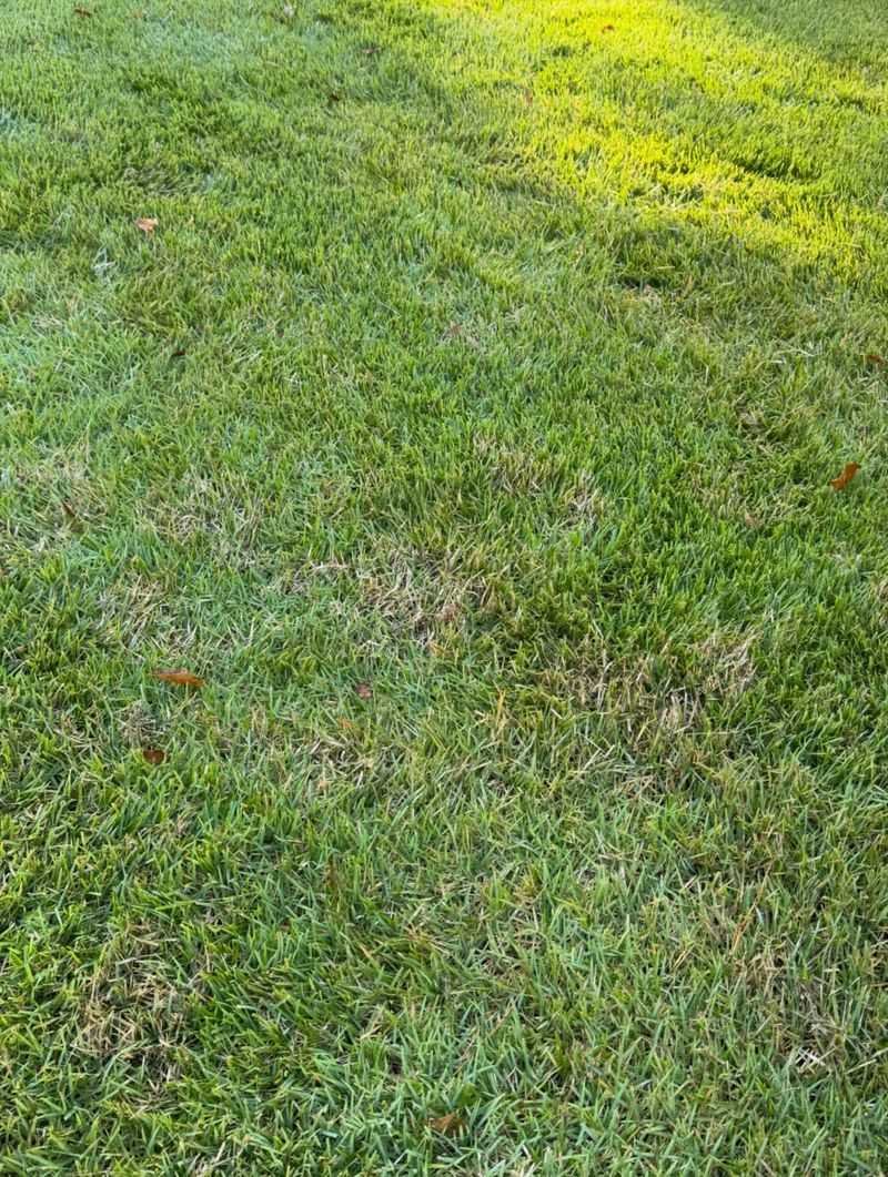 Fill Thin Lawn Areas Before Weed Season Begins