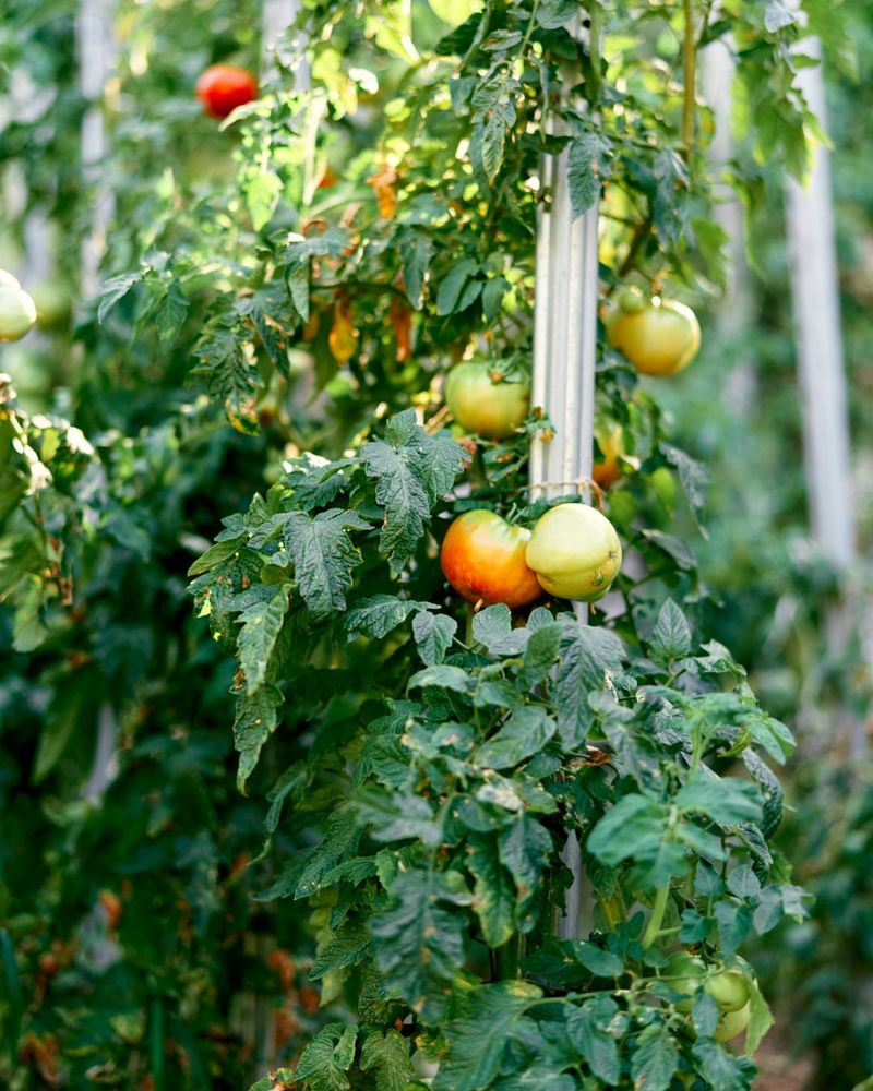 Rotate Crops And Plant Resistant Varieties