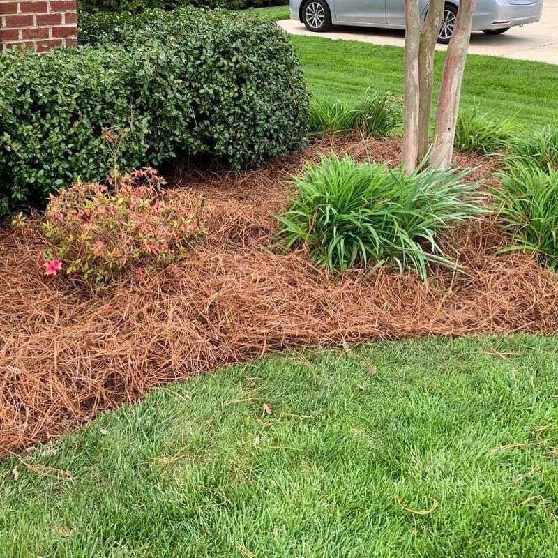 Add Mulch Around Plants To Insulate Roots And Base Growth