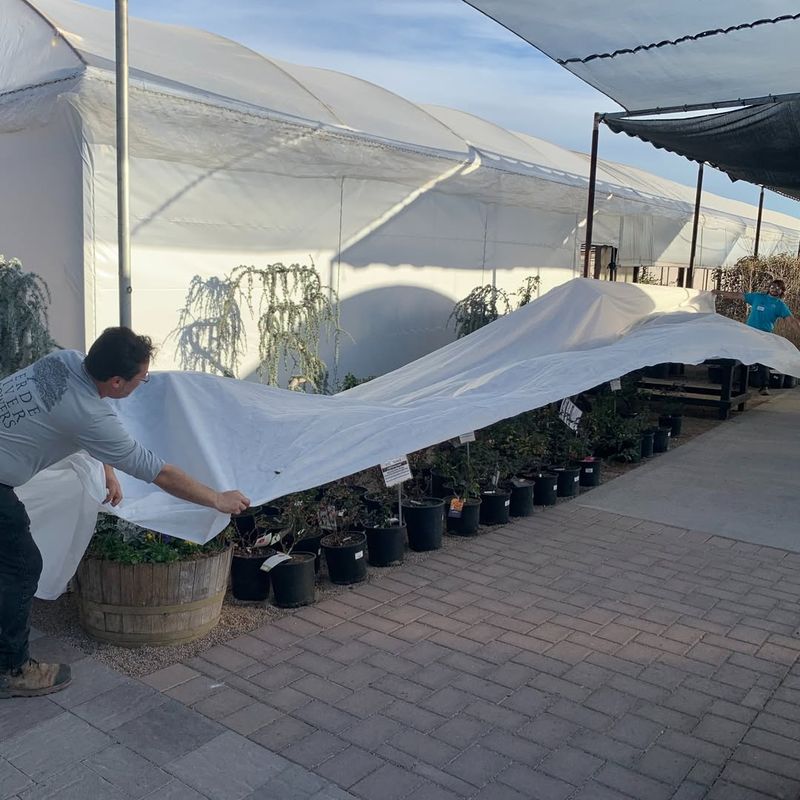 Protect Container Plants Indoors Or In Moveable Shelters