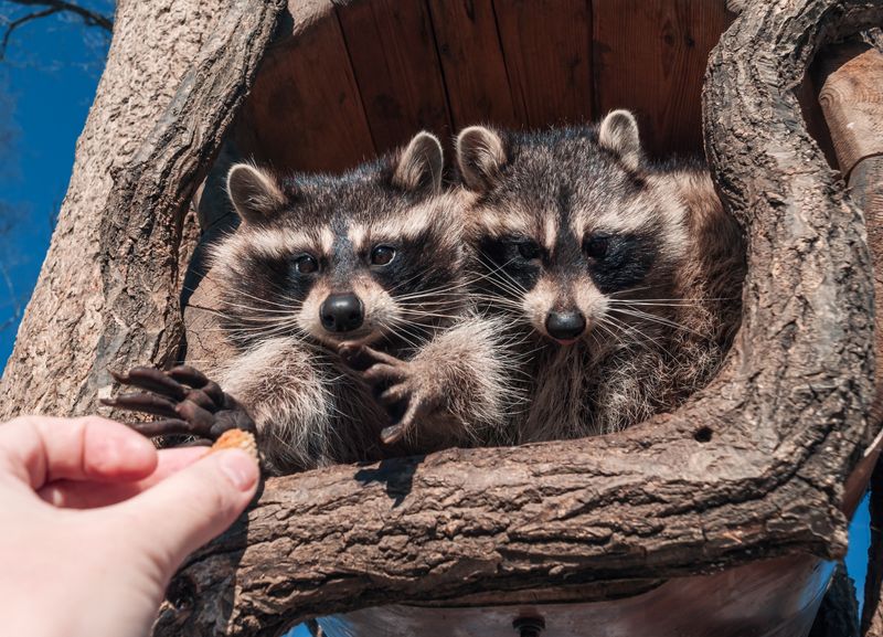 Gardens Provide Shelter And Safe Cover