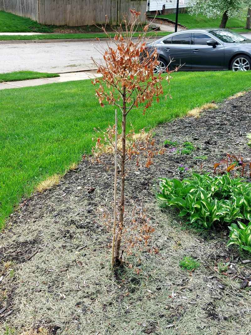 Tree Age And Maturity Play A Role