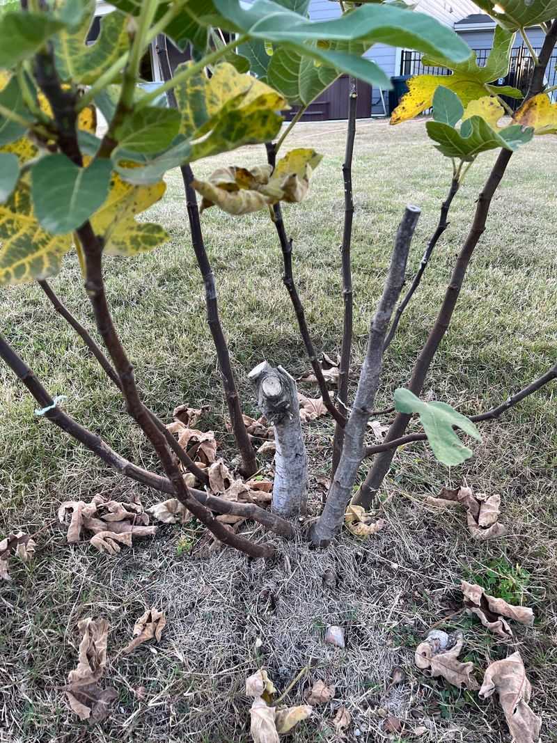 Weather Damage Or Late Frost