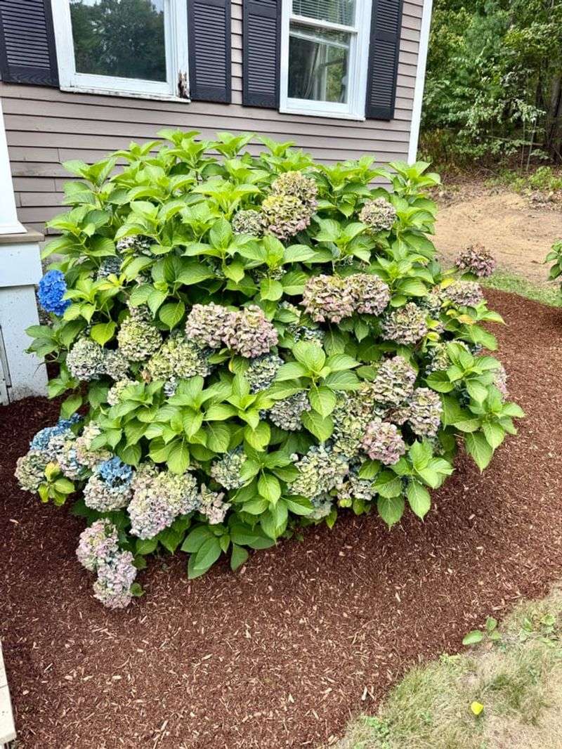 Use Mulch To Keep Roots Cool And Moist