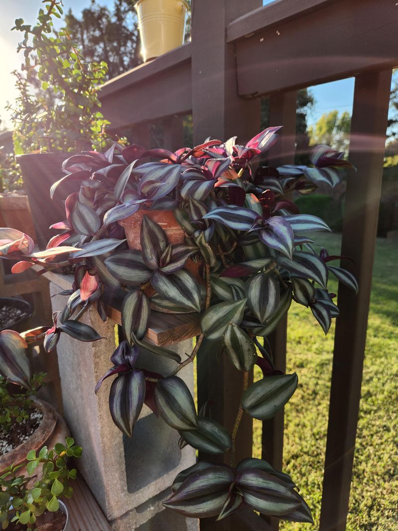 It Thrives Outdoors In Warm Months