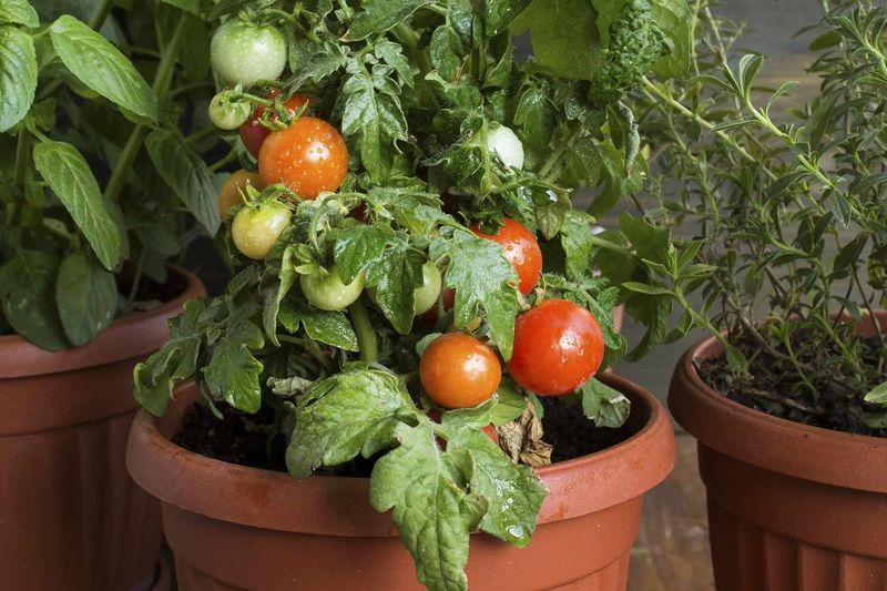 Feed Your Tomatoes Regularly For A Big Harvest